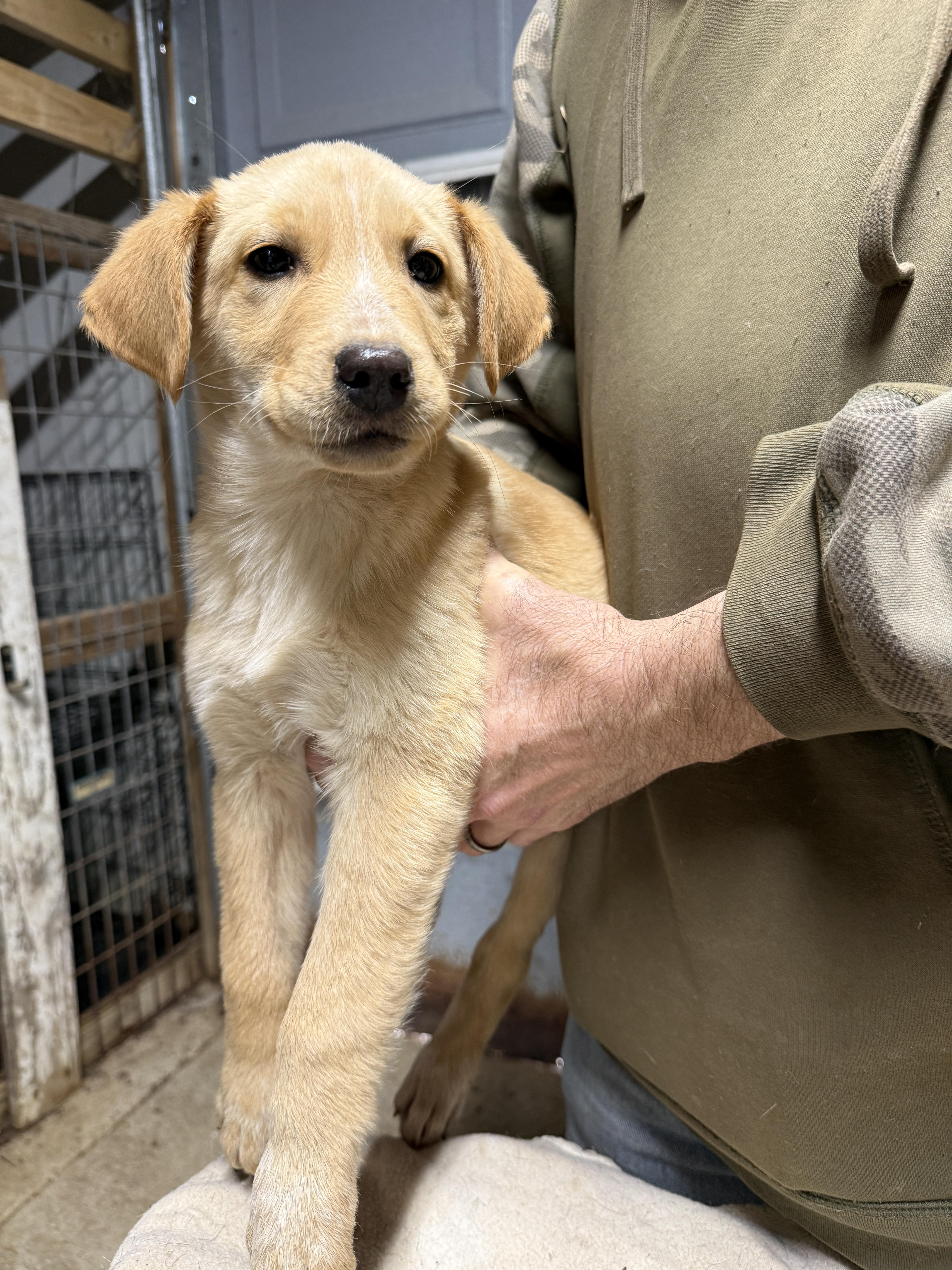 Enlarge Scarlett, a ADOPTABLE mixed breed in Erin, TN image 1/1