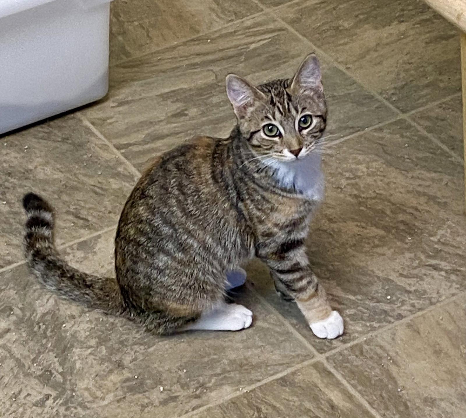 Tina, Adoptable, Young Female Domestic Short Hair & Torbie.