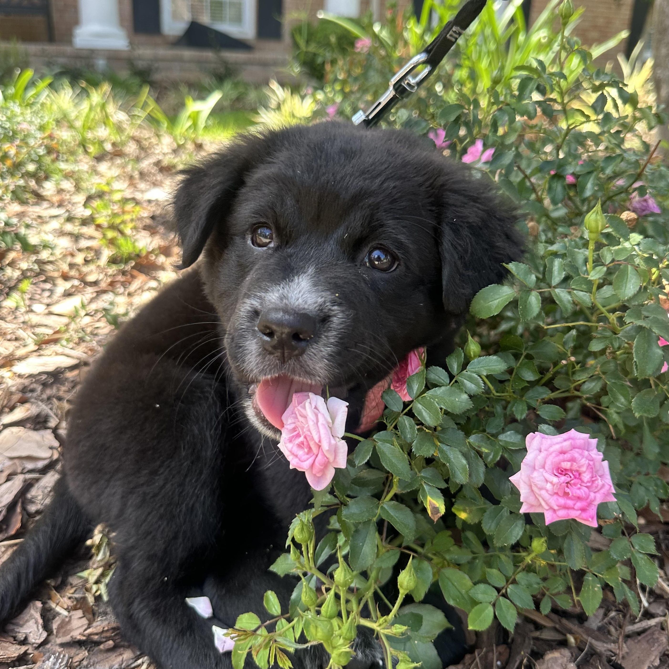 Charlotte, an adopted mixed breed in Tallahassee, FL image 3/4