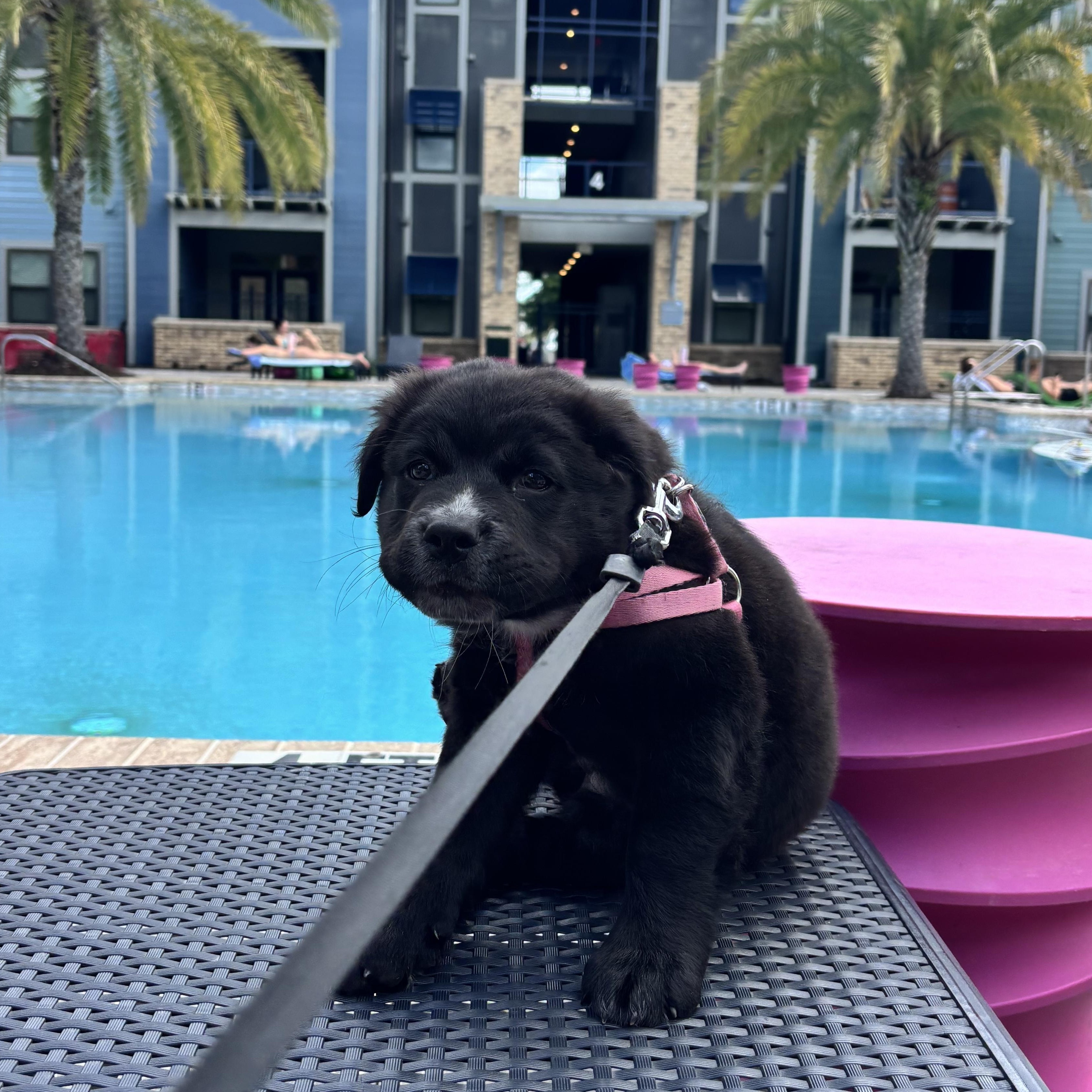 Charlotte, an adopted mixed breed in Tallahassee, FL image 4/4