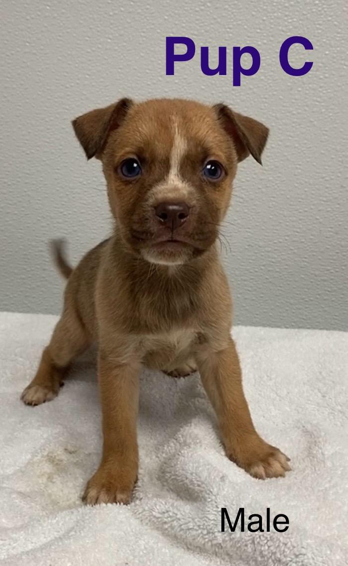 Pup C, ADOPTABLE, Puppy Male Mixed Breed.