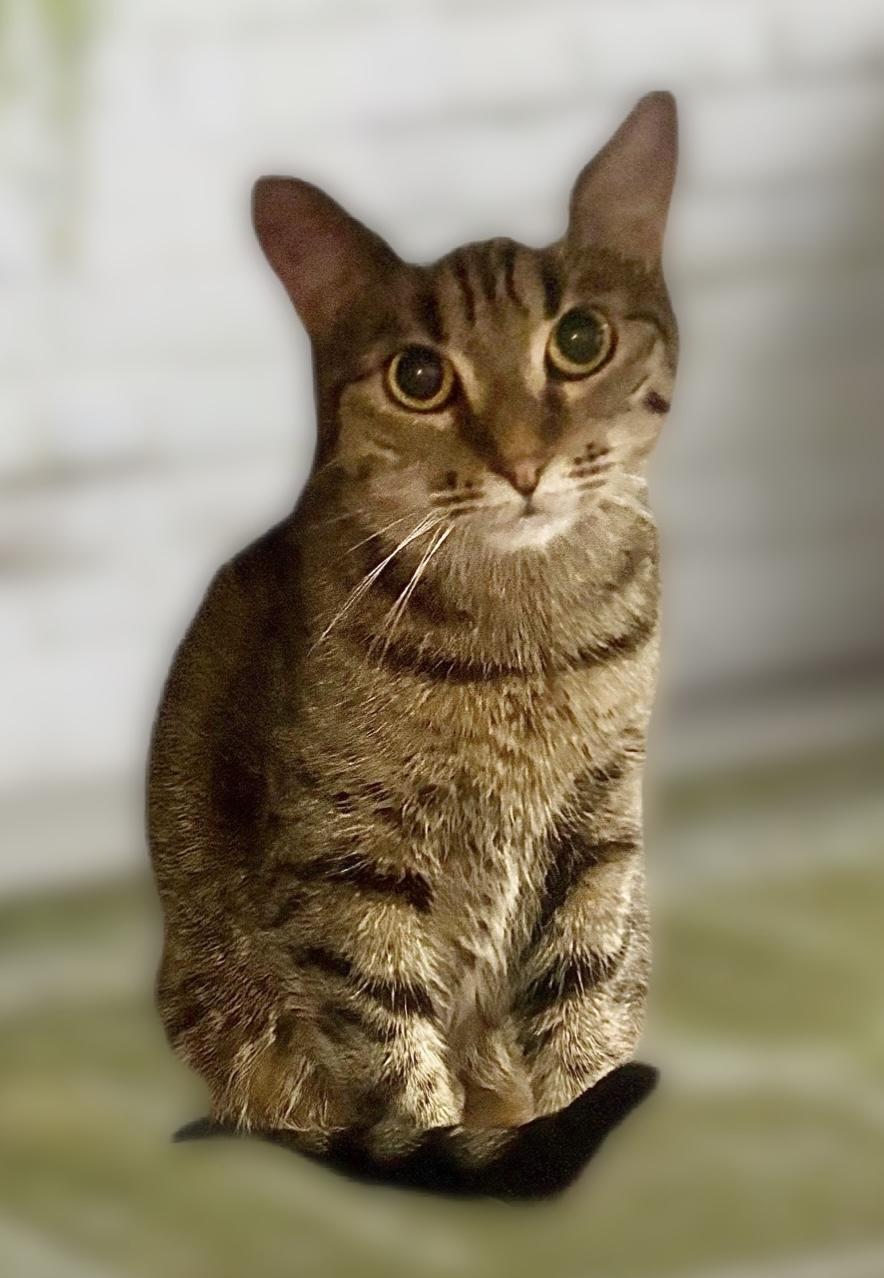 Tabitha