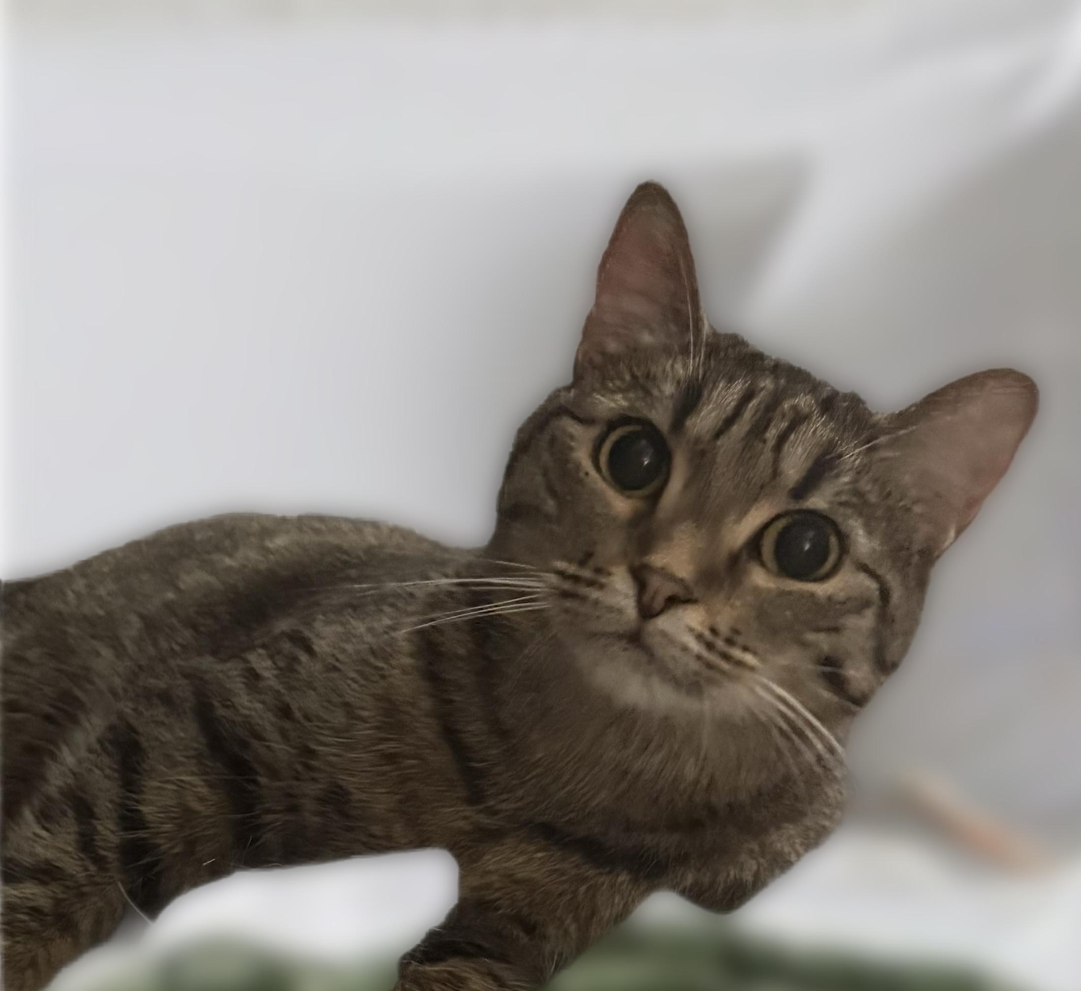Tabitha