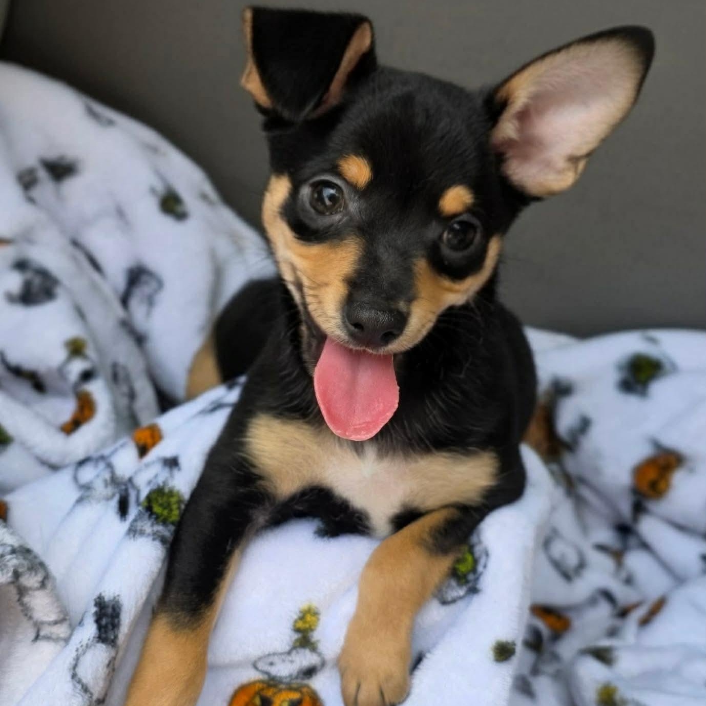 Enlarge Scope, an adopted Chihuahua in Justin, TX image 2/2
