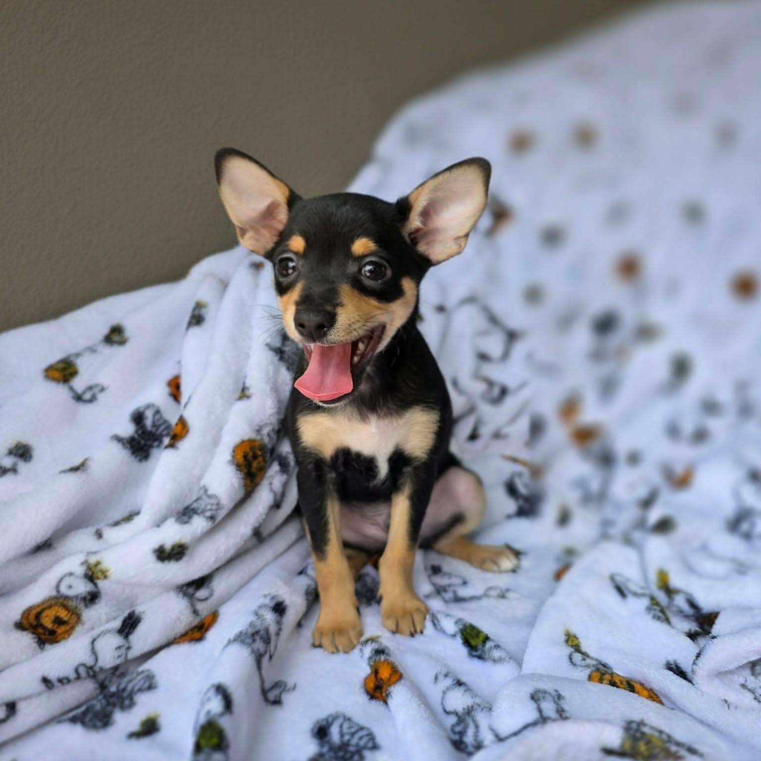 Scope, adopted, Puppy Male Chihuahua.