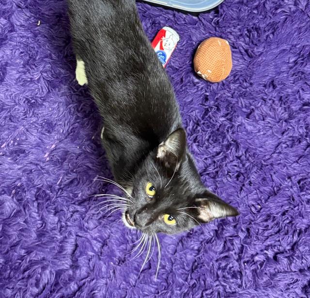 Mr. P "Personality Plus" Bonded with Coco, a Adoptable Domestic Short Hair in Fort Worth, TX image 2/4