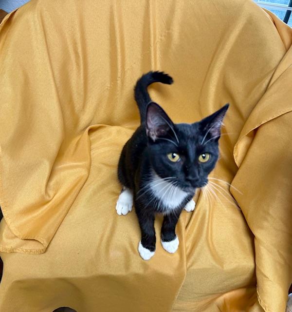 Mr. P "Personality Plus" Bonded with Coco, a Adoptable Domestic Short Hair in Fort Worth, TX image 3/4