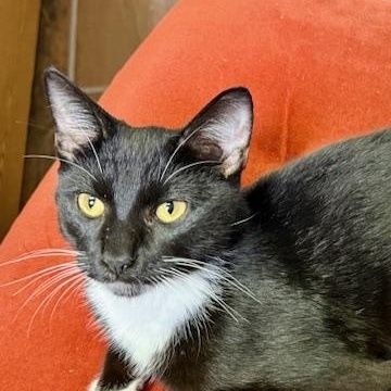 Mr. P "Personality Plus" Bonded with Coco, Adoptable, Young Male Domestic Short Hair.