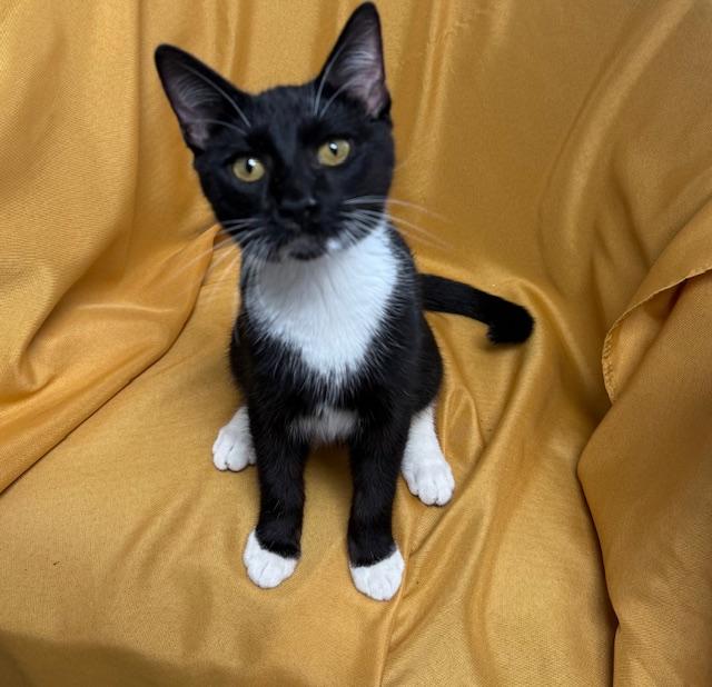 Mr. P "Personality Plus" Bonded with Coco, a Adoptable Domestic Short Hair in Fort Worth, TX image 4/4