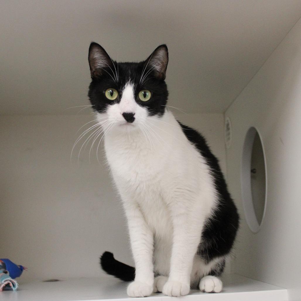 Enlarge Zero, a Adoptable Domestic Short Hair in Champaign, IL image 1/5