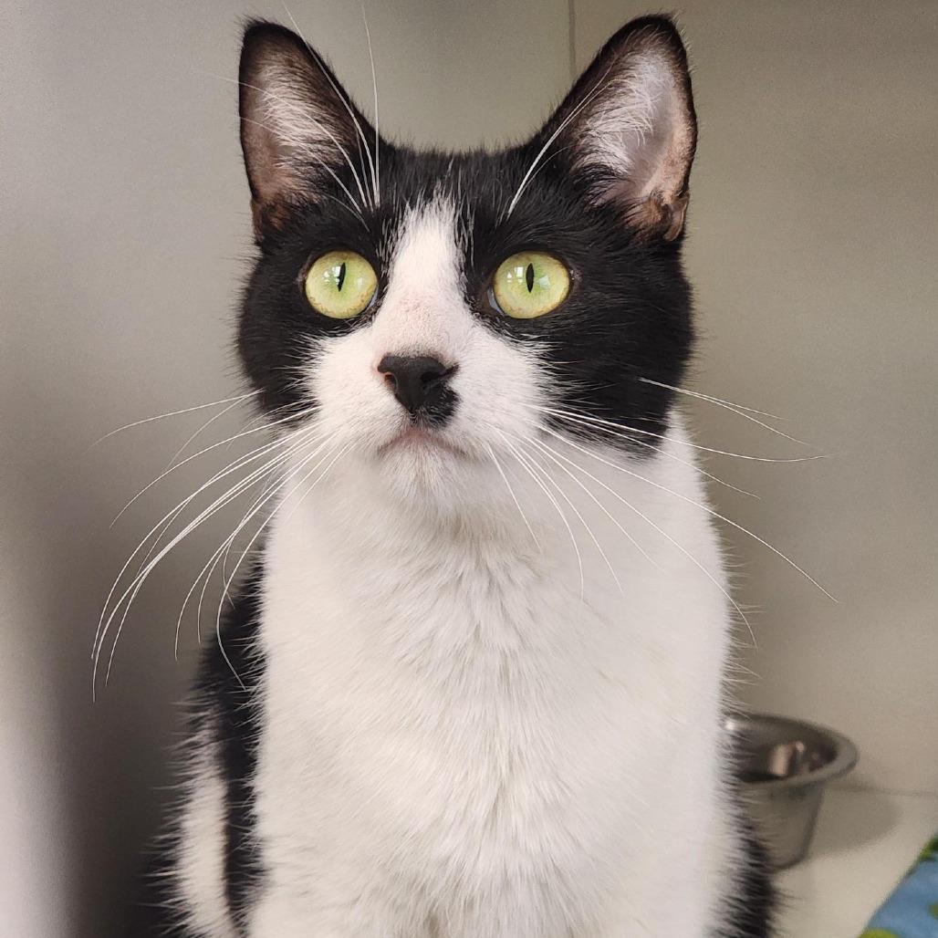 Enlarge Zero, a Adoptable Domestic Short Hair in Champaign, IL image 2/5