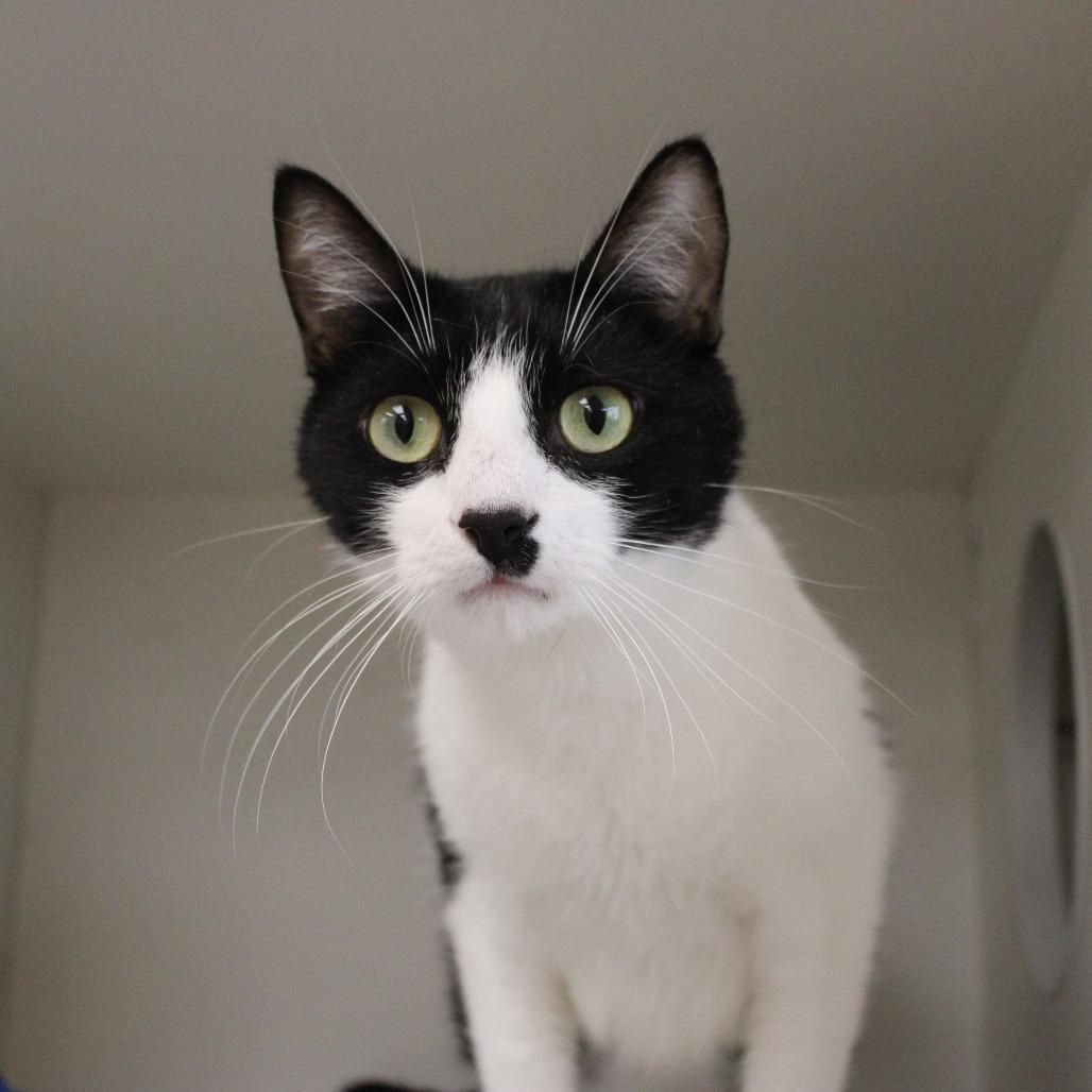Enlarge Zero, a Adoptable Domestic Short Hair in Champaign, IL image 3/5