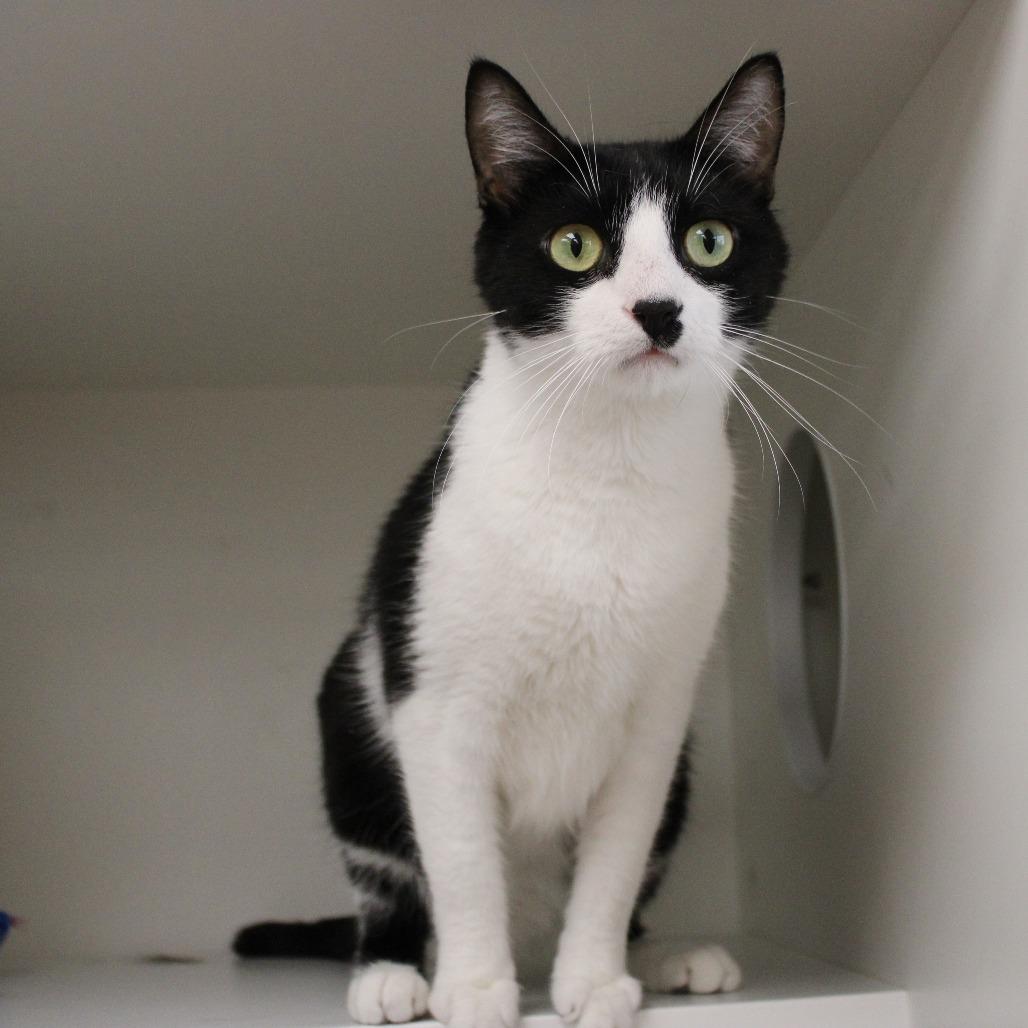 Enlarge Zero, a Adoptable Domestic Short Hair in Champaign, IL image 4/5