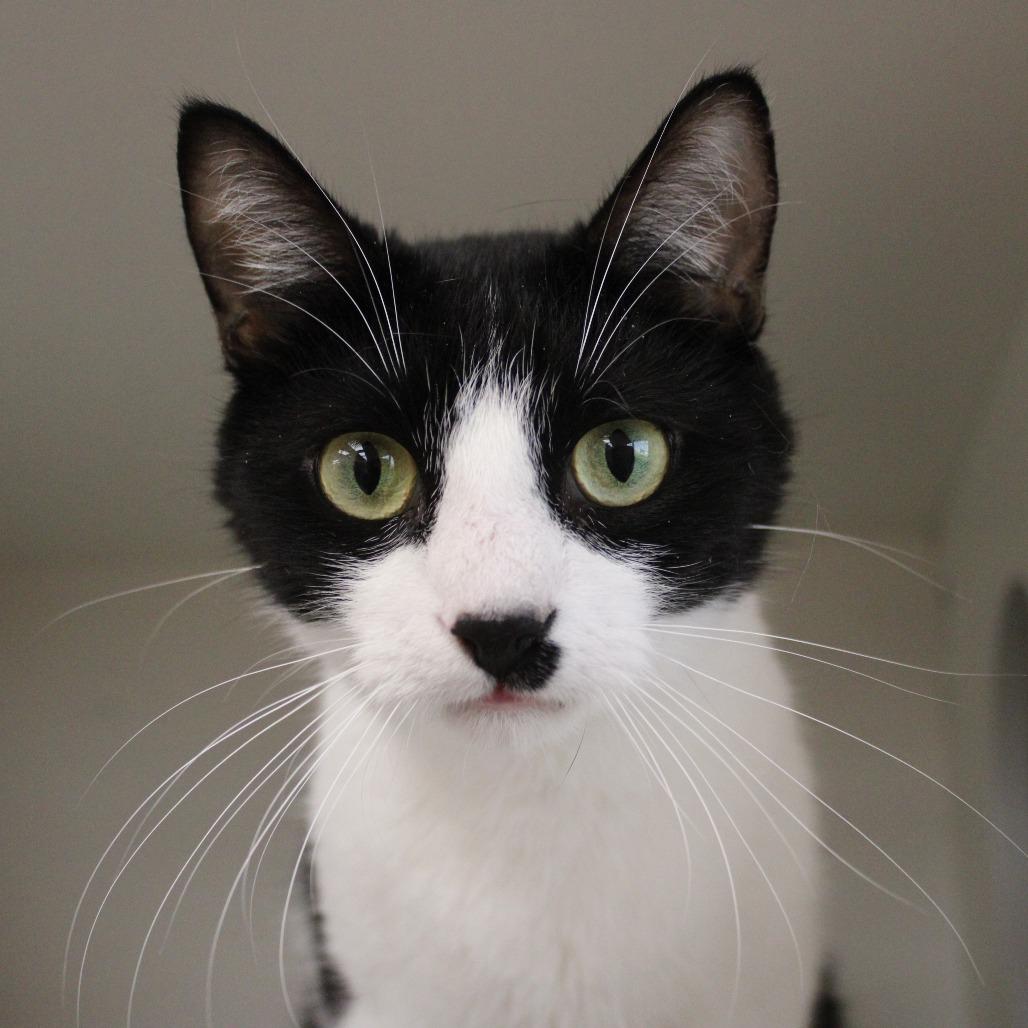 Enlarge Zero, a Adoptable Domestic Short Hair in Champaign, IL image 5/5