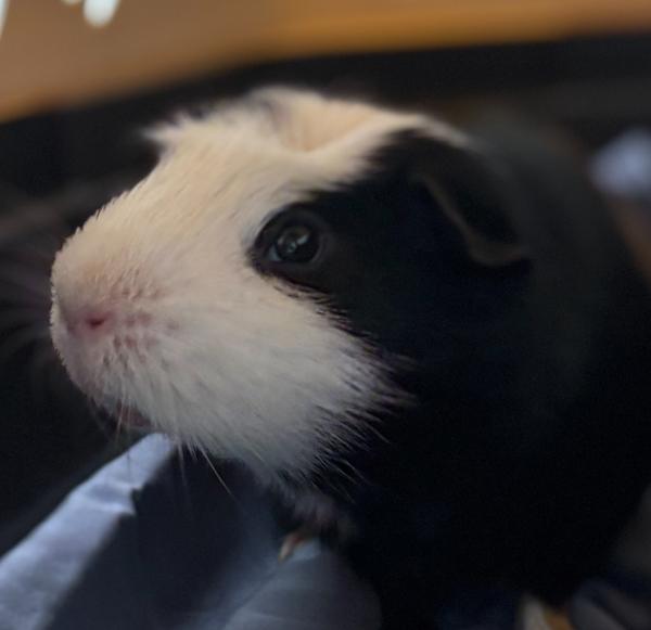 Enlarge Merry, a Adoptable mixed breed in El Cajon, CA image 1/1