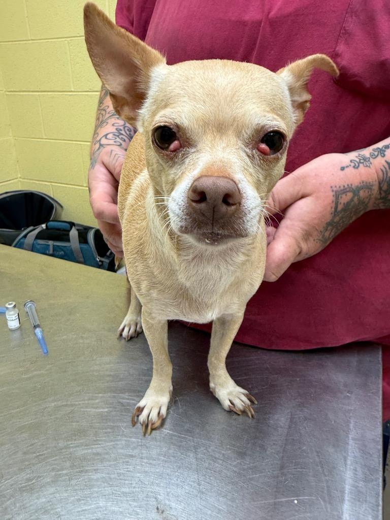 MICHAELA, Adopted, Adult Female Chihuahua.