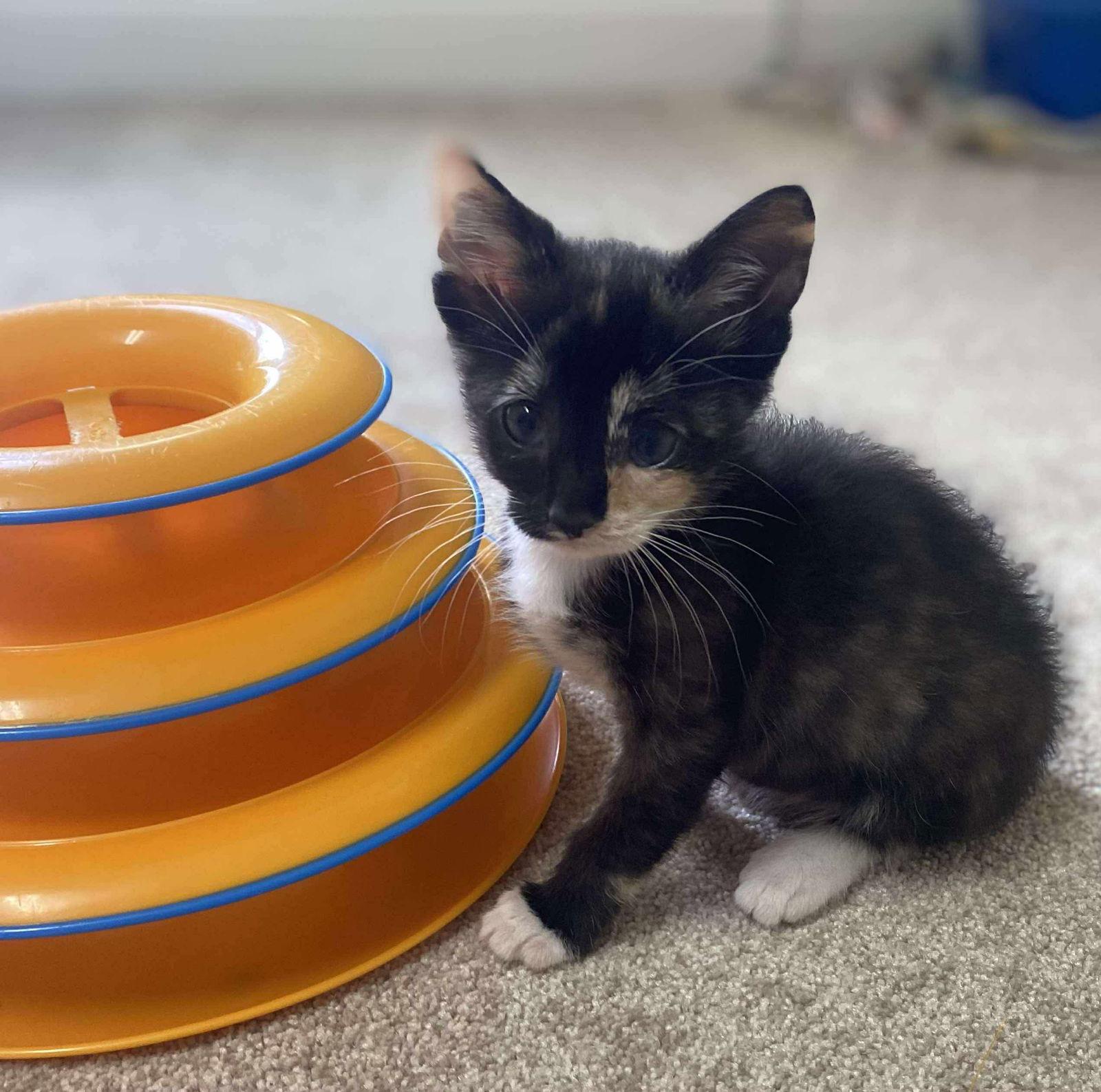 Starlight, Adopted, Kitten Female Domestic Short Hair.