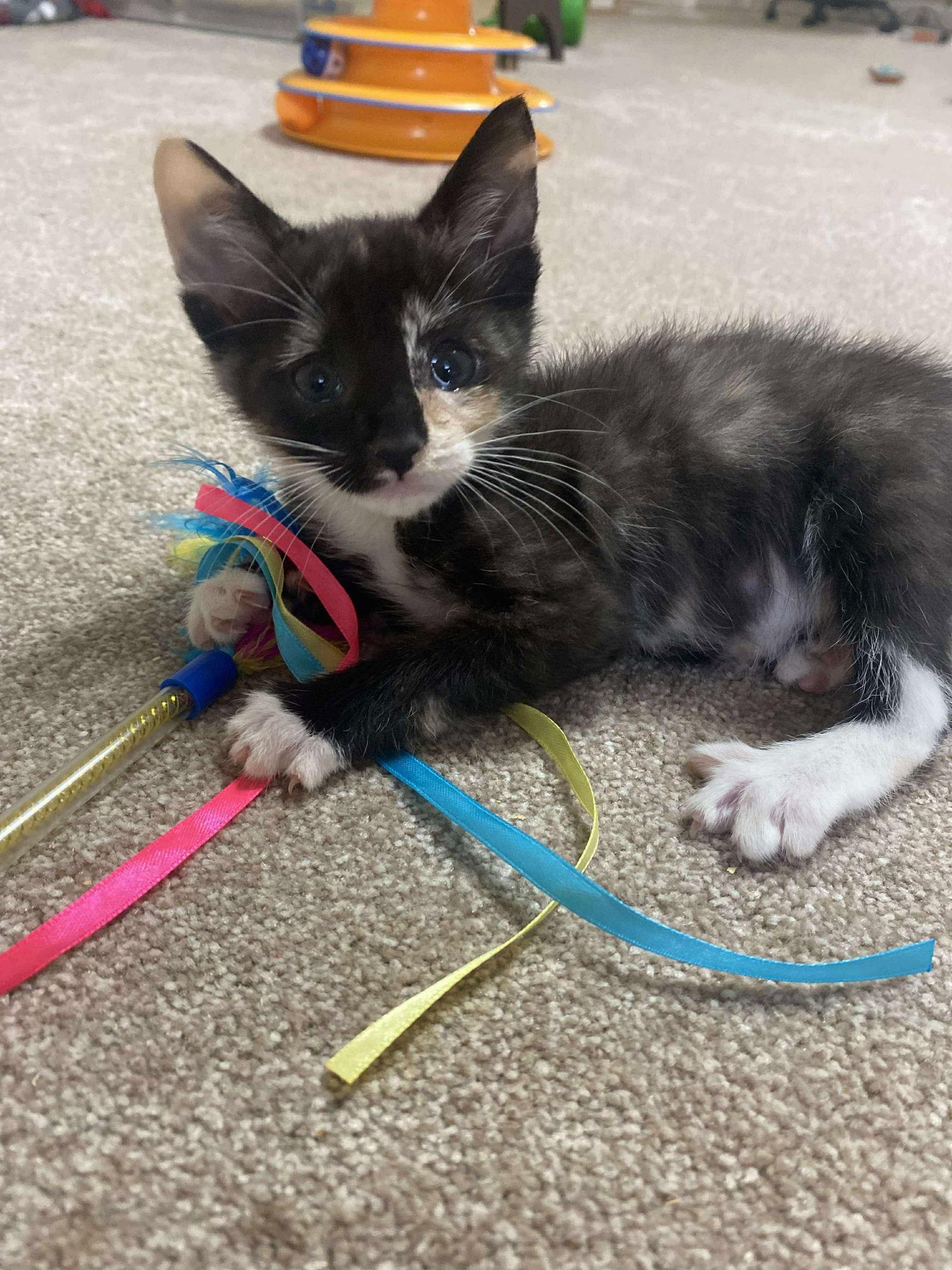 Enlarge Starlight, a Adopted Domestic Short Hair in Oakboro , NC image 2/3