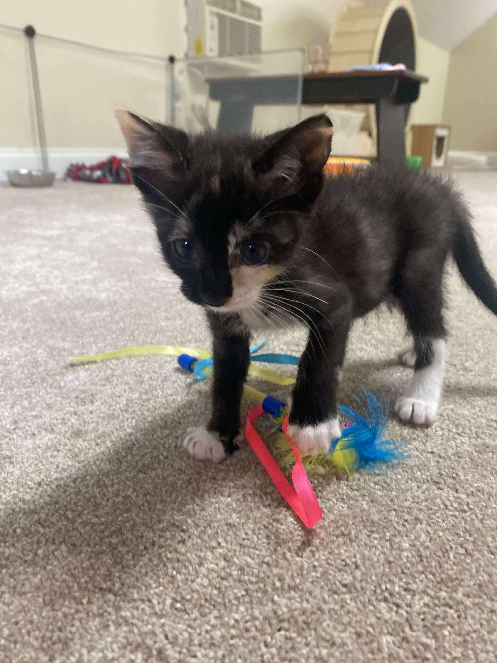 Enlarge Starlight, a Adopted Domestic Short Hair in Oakboro , NC image 3/3