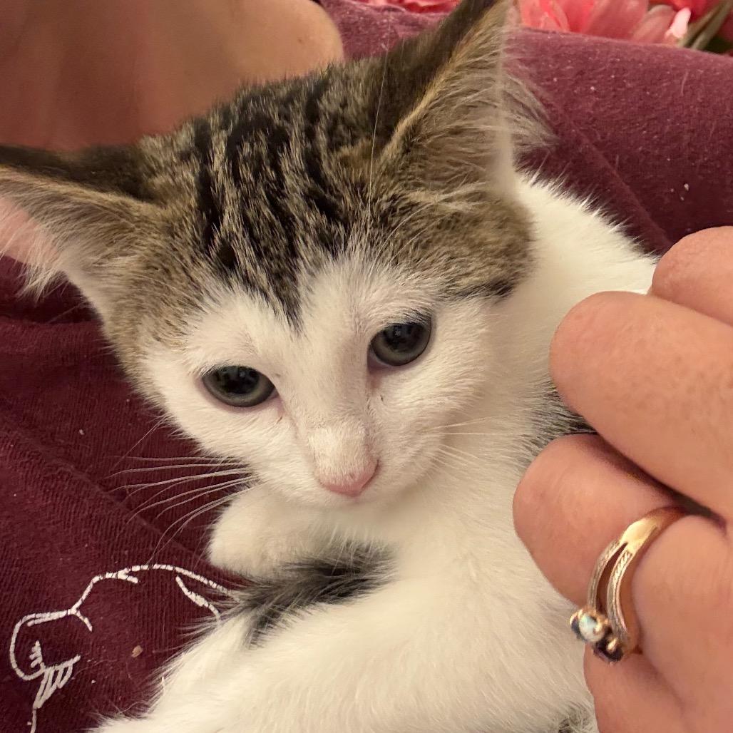 Tabitha, Adoptable, Young Female Domestic Short Hair.
