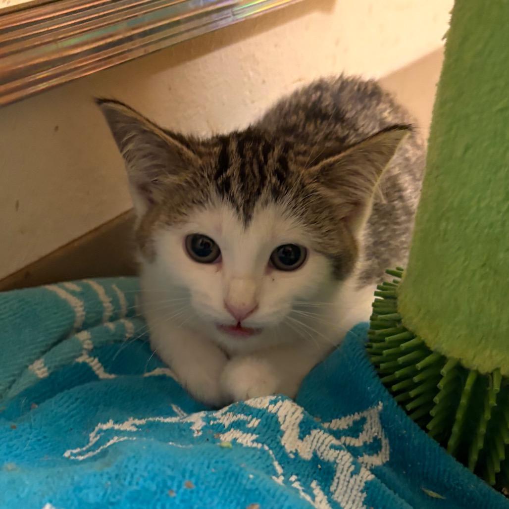 Enlarge Tabitha, a Adoptable Domestic Short Hair in Crookston, MN image 2/2