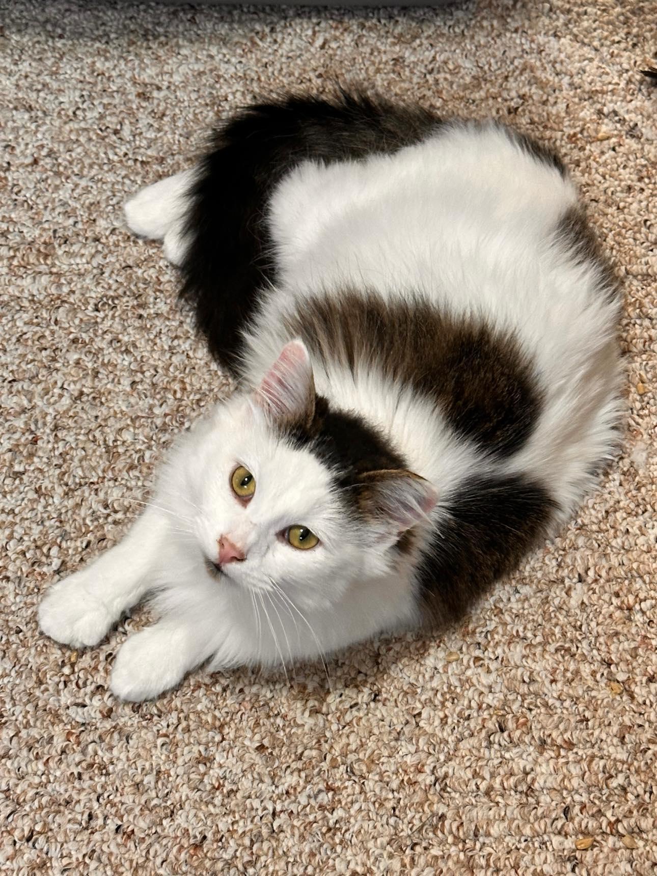 Toe Beans, a ADOPTABLE Domestic Long Hair in Shakopee, MN image 1/5