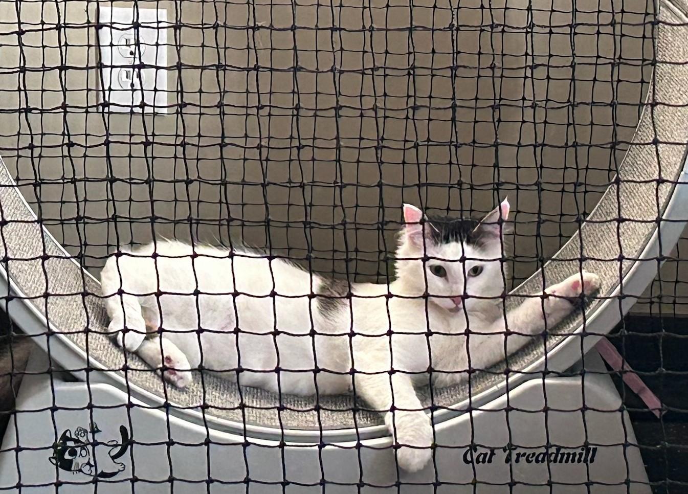 Toe Beans, a ADOPTABLE Domestic Long Hair in Shakopee, MN image 3/5