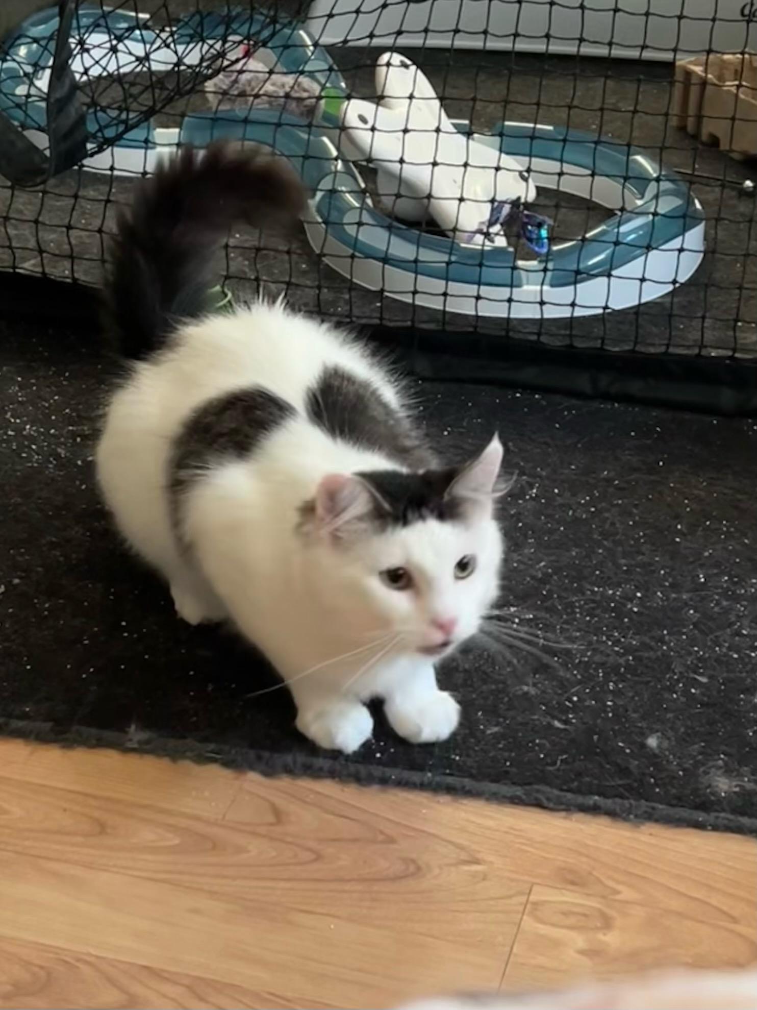 Toe Beans, a ADOPTABLE Domestic Long Hair in Shakopee, MN image 5/5