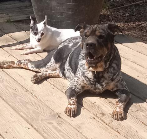 Enlarge Judge, an adopted mixed breed in Fredericksburg, VA image 1/6