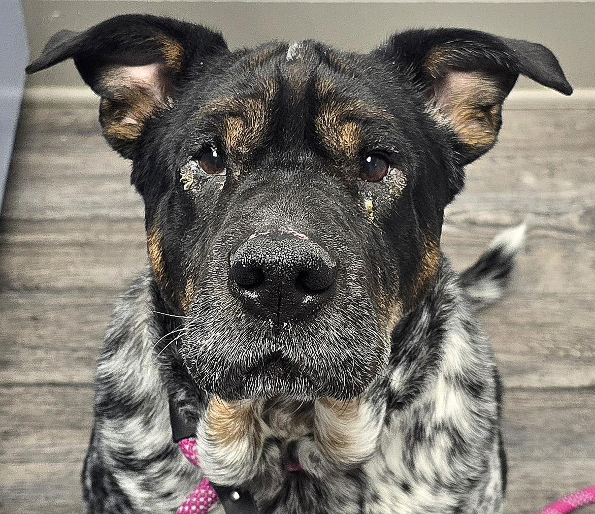 Enlarge Judge, a ADOPTABLE mixed breed in Fredericksburg, VA image 1/6