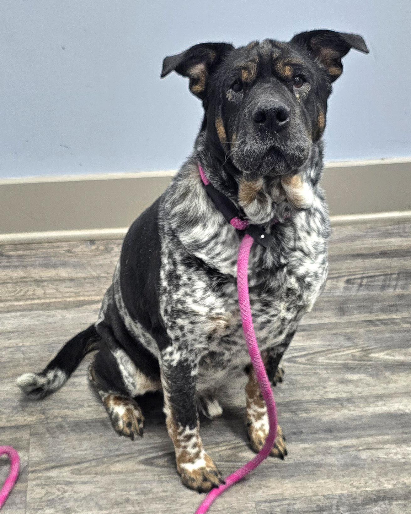 Enlarge Judge, a ADOPTABLE mixed breed in Fredericksburg, VA image 6/6