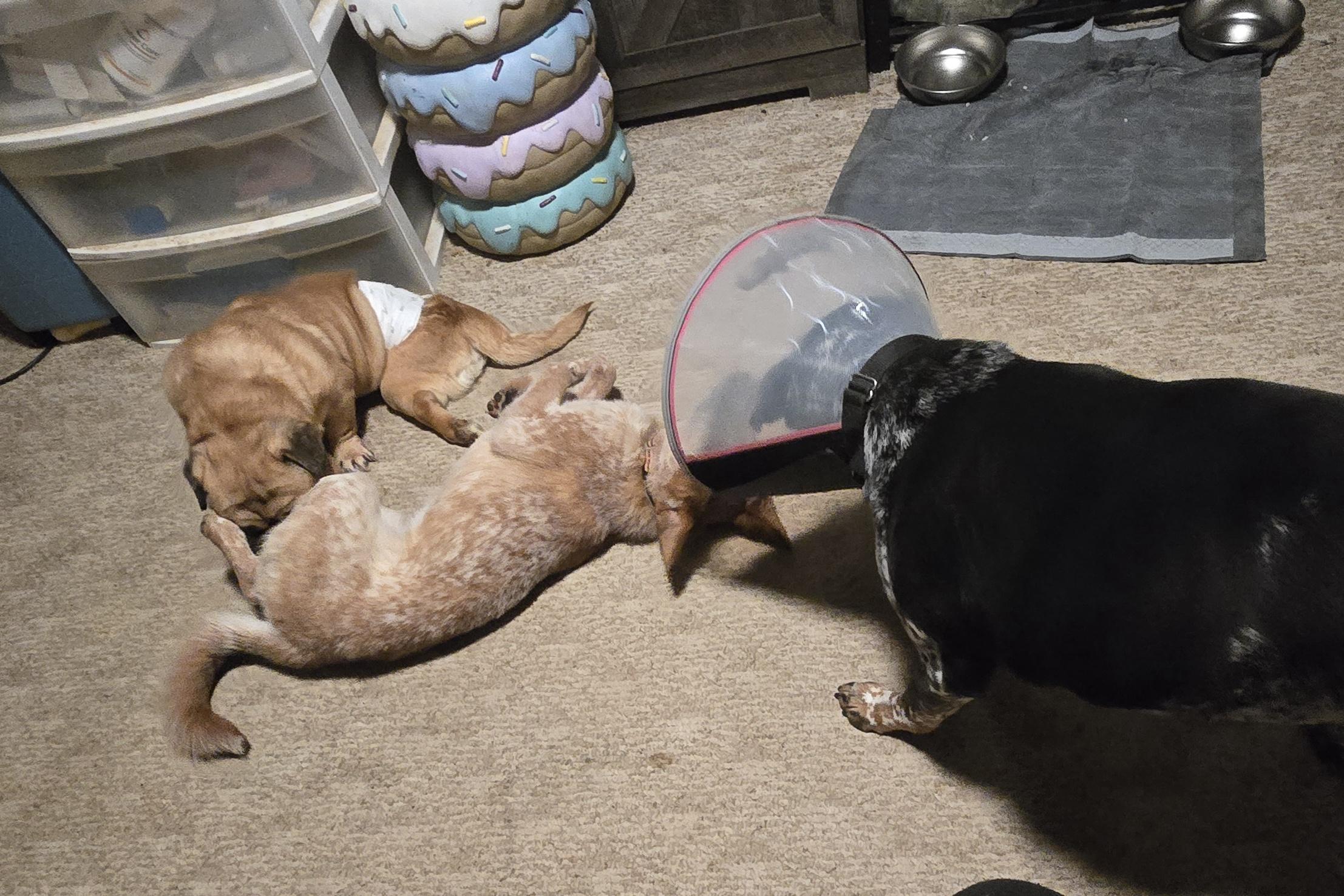 Enlarge Judge, a ADOPTABLE mixed breed in Fredericksburg, VA image 5/6