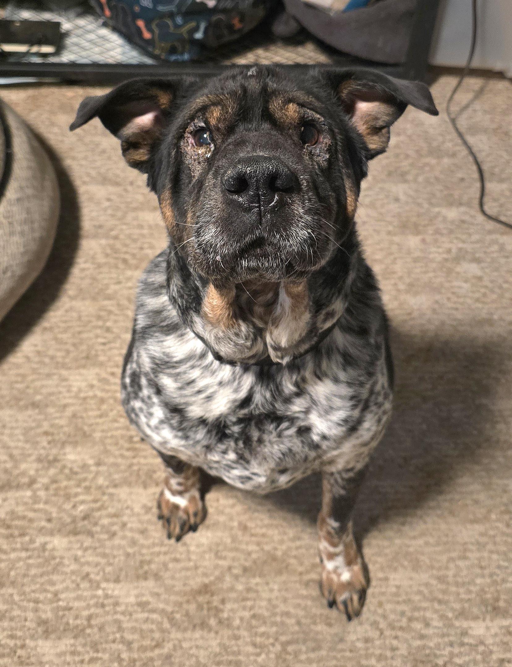 Enlarge Judge, a ADOPTABLE mixed breed in Fredericksburg, VA image 2/6