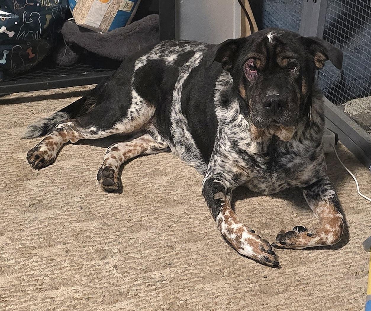 Enlarge Judge, a ADOPTABLE mixed breed in Fredericksburg, VA image 4/6