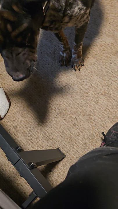 Enlarge Judge, a ADOPTABLE mixed breed in Fredericksburg, VA video 3/6