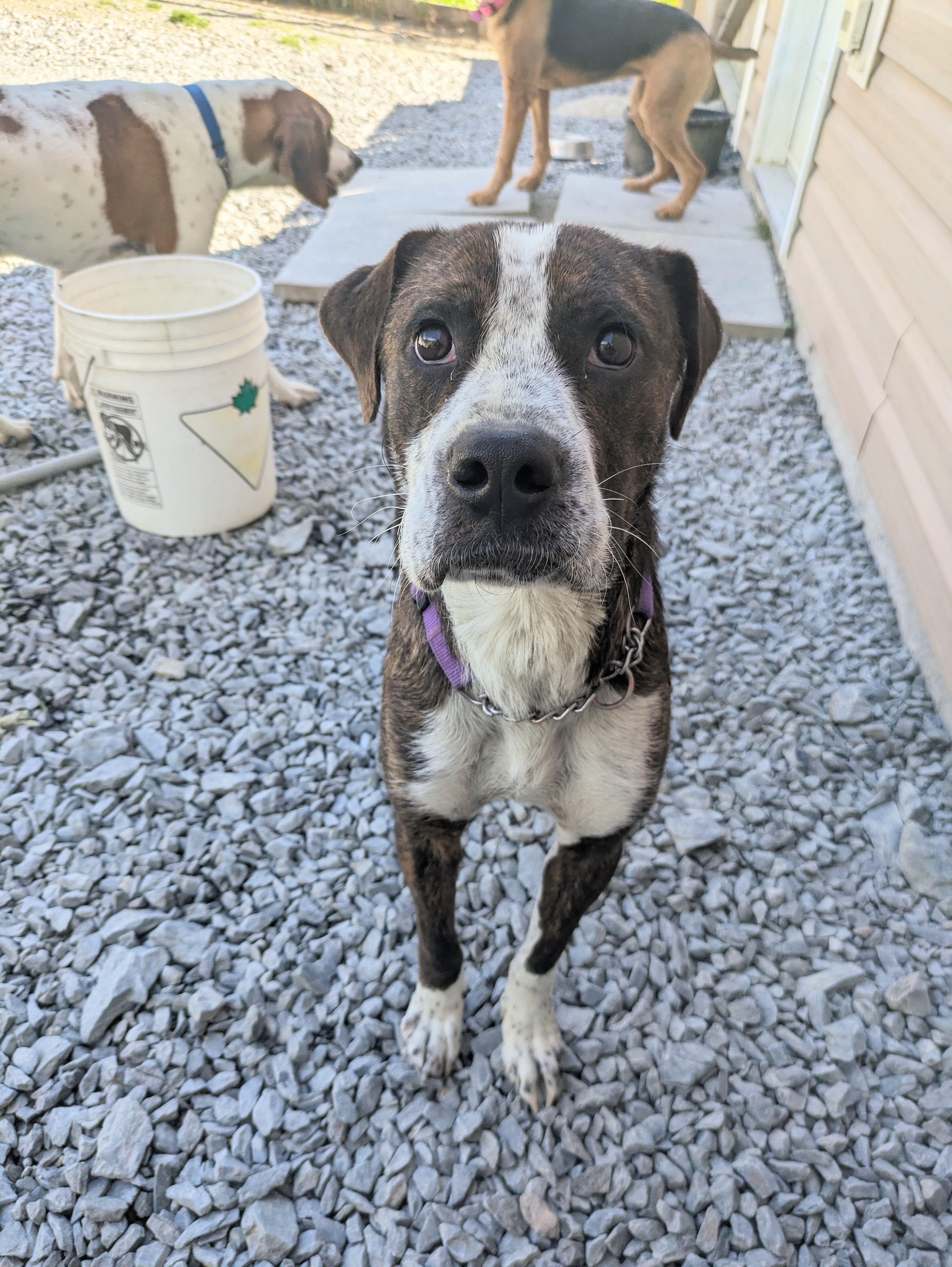 Nash, Adopted, Young Male Boxer & Black Mouth Cur.