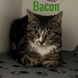 Bacon, Young Male Domestic Short Hair