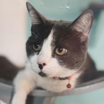 Cloudy, ADOPTABLE, Adult Male Domestic Short Hair.