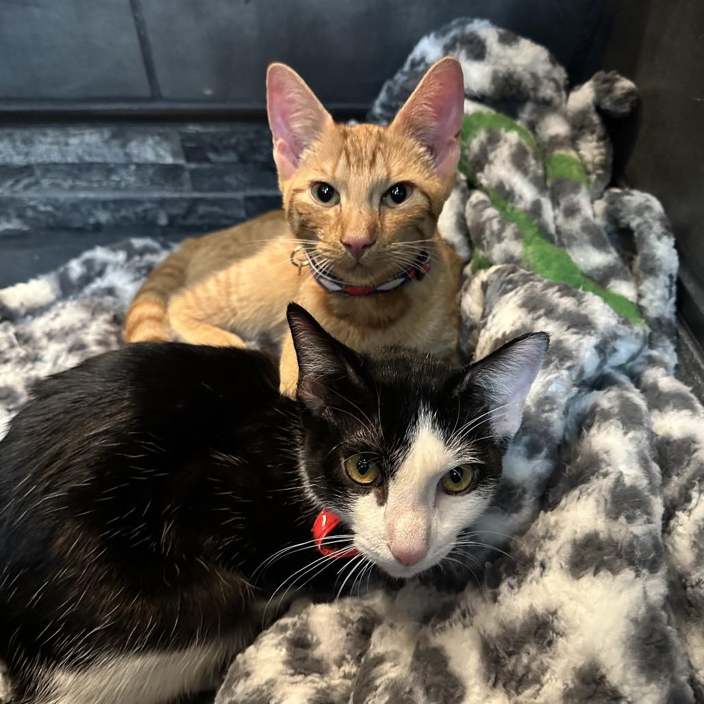 Enlarge Turmeric (Bonded w/Peppercorn), a Adoptable Domestic Short Hair in Oakton, VA image 1/6