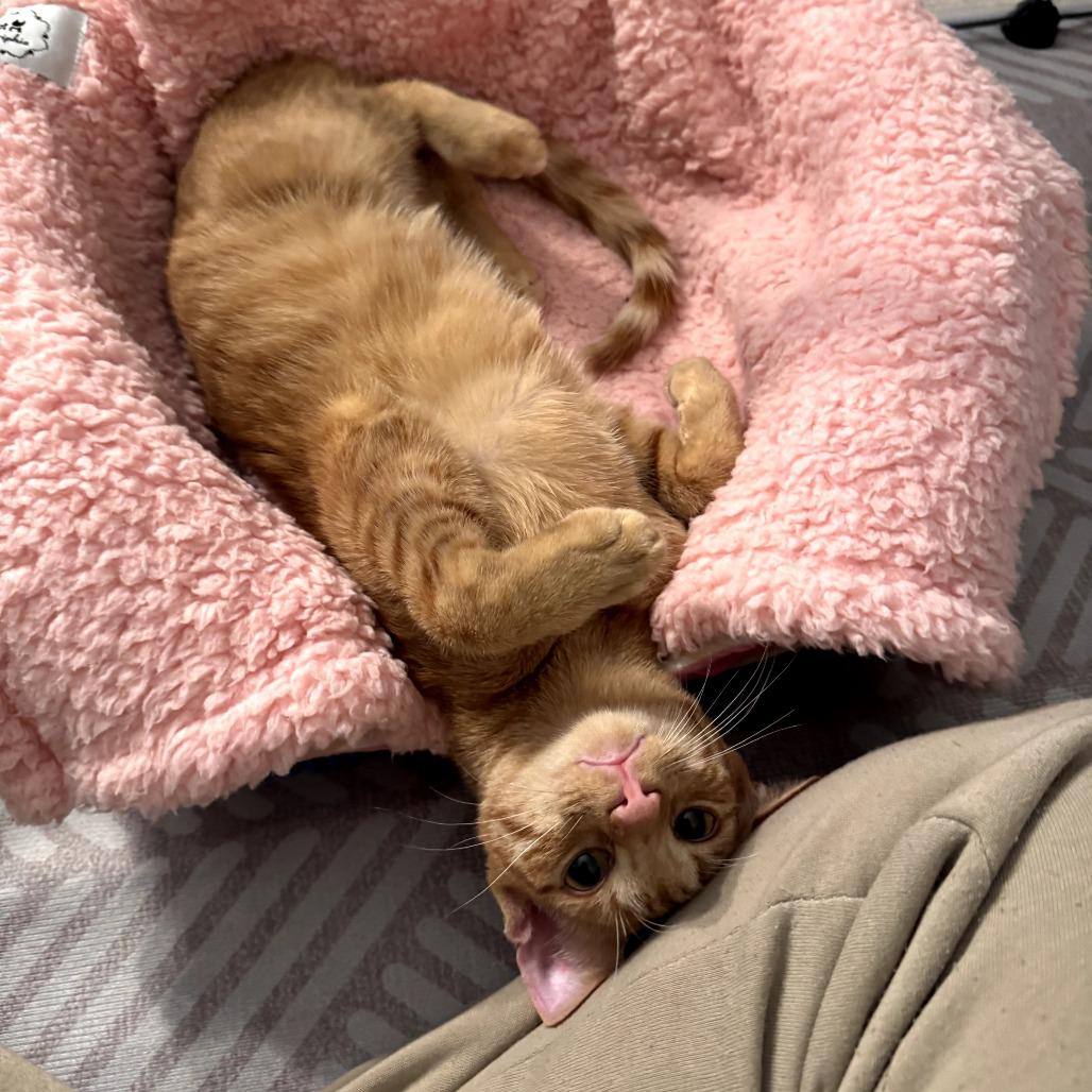 Enlarge Turmeric (Bonded w/Peppercorn), a Adoptable Domestic Short Hair in Oakton, VA image 2/6