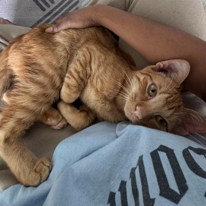 Enlarge Turmeric (Bonded w/Peppercorn), a Adoptable Domestic Short Hair in Oakton, VA image 3/6