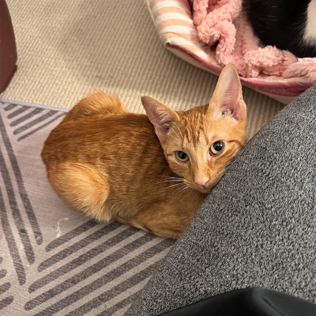 Enlarge Turmeric (Bonded w/Peppercorn), a Adoptable Domestic Short Hair in Oakton, VA image 4/6