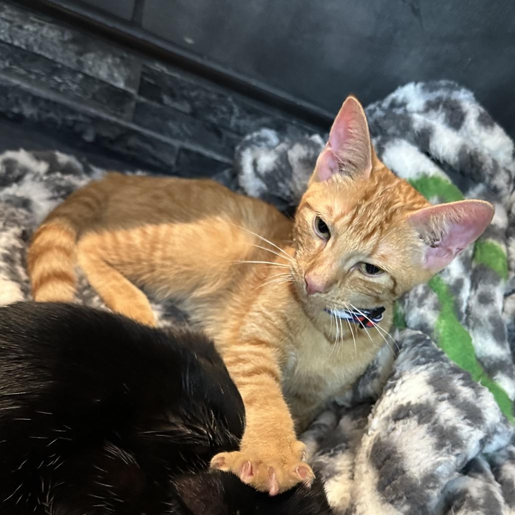 Enlarge Turmeric (Bonded w/Peppercorn), a Adoptable Domestic Short Hair in Oakton, VA image 5/6