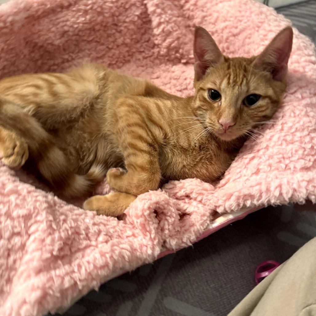 Enlarge Turmeric (Bonded w/Peppercorn), a Adoptable Domestic Short Hair in Oakton, VA image 6/6