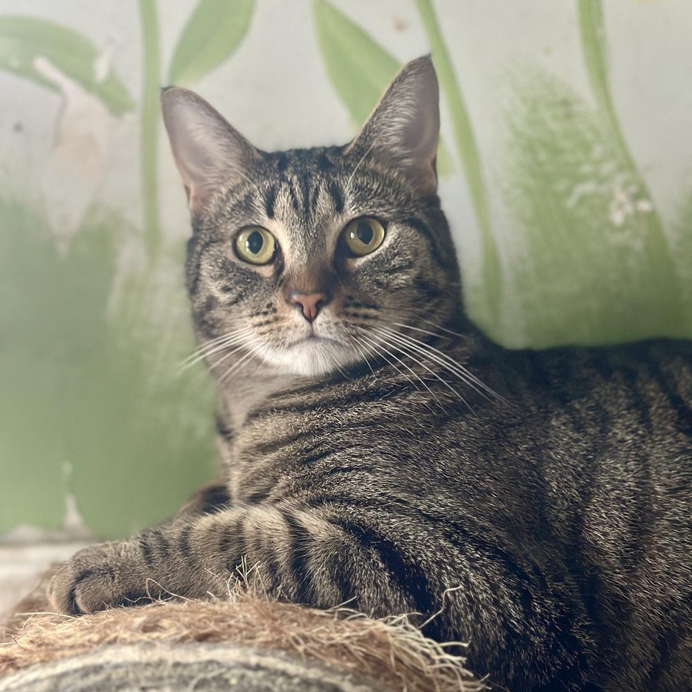 Addison, Adoptable, Adult Female Domestic Short Hair.