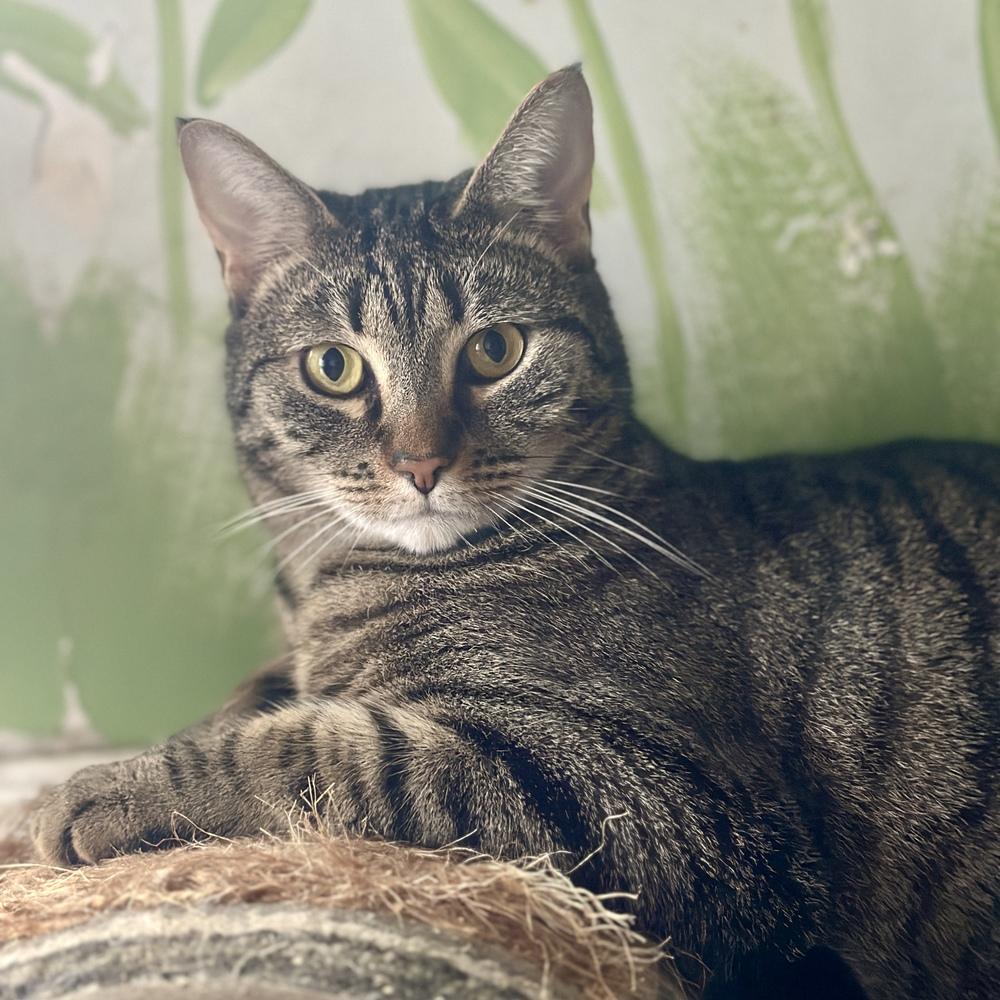 Enlarge Addison, a Adoptable mixed breed in Columbus, OH image 4/6