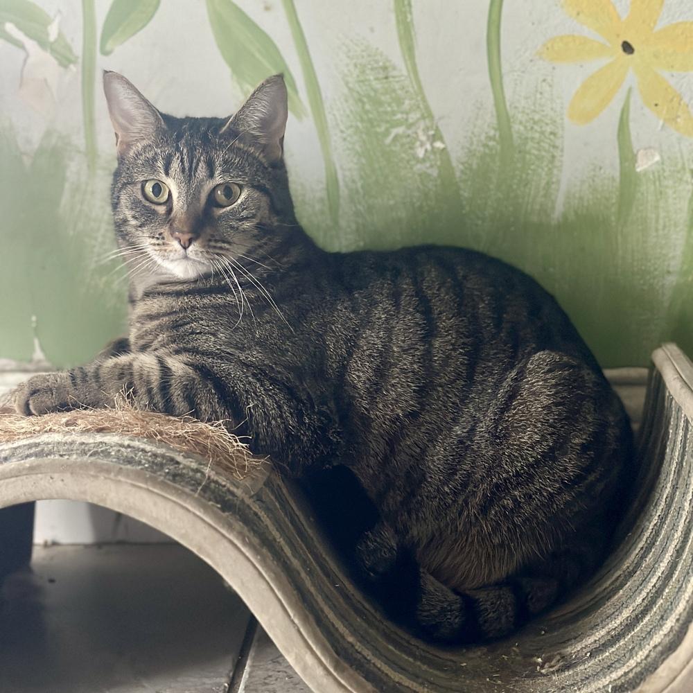 Enlarge Addison, a Adoptable mixed breed in Columbus, OH image 5/6