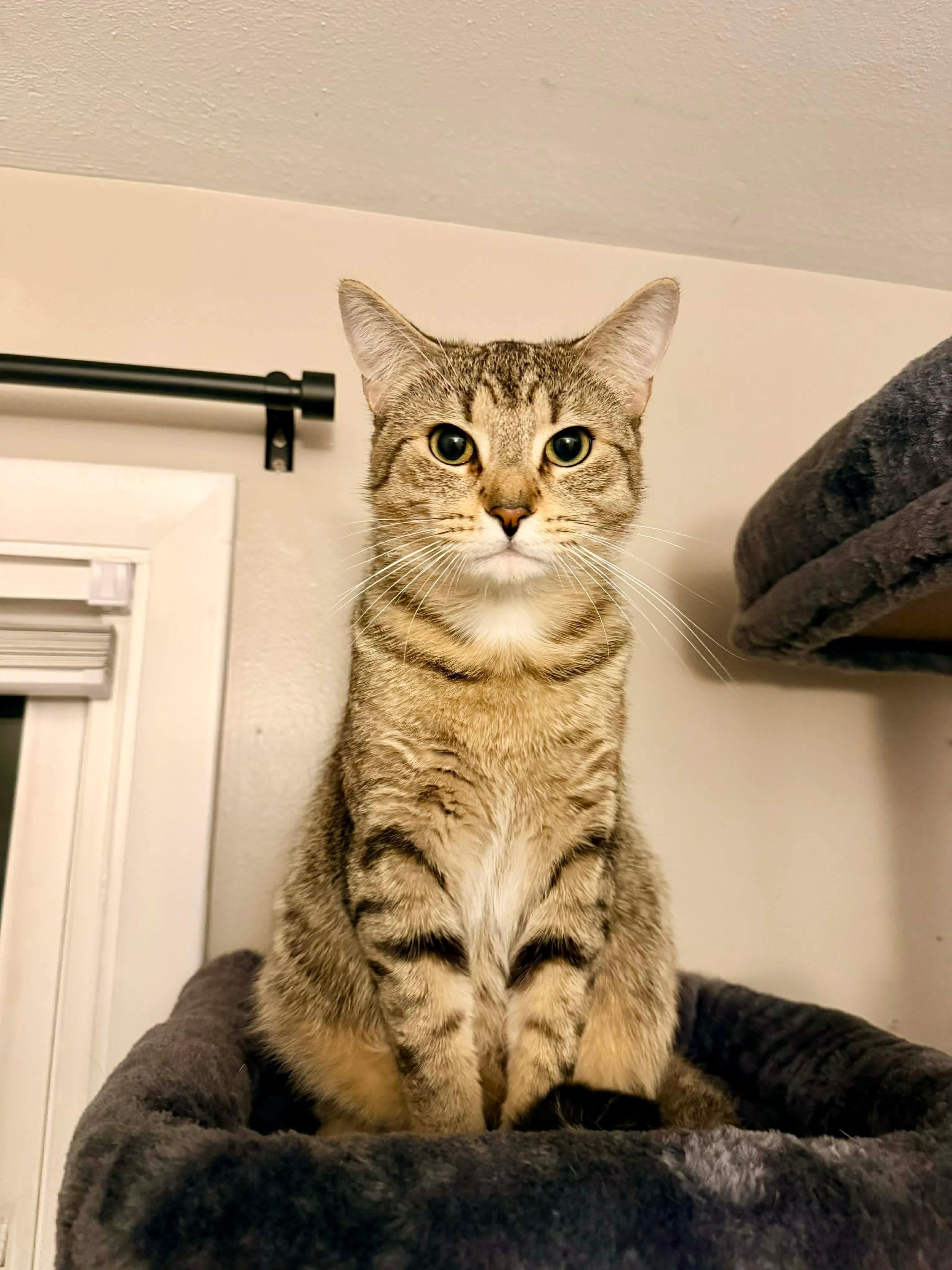 Enlarge Jim, a ADOPTABLE Domestic Short Hair in Rochester , NY image 5/6