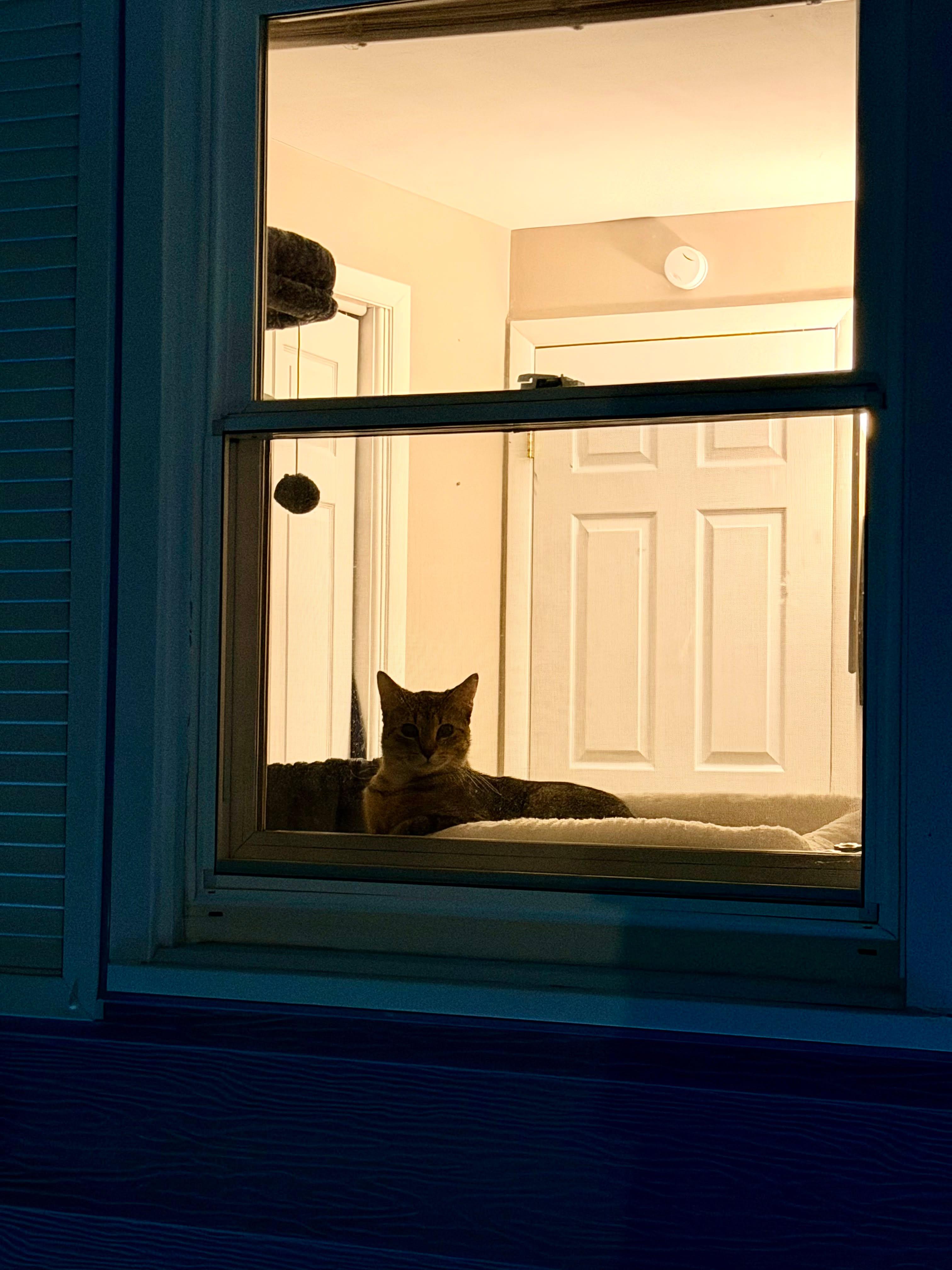 Enlarge Jim, a ADOPTABLE Domestic Short Hair in Rochester , NY image 4/6