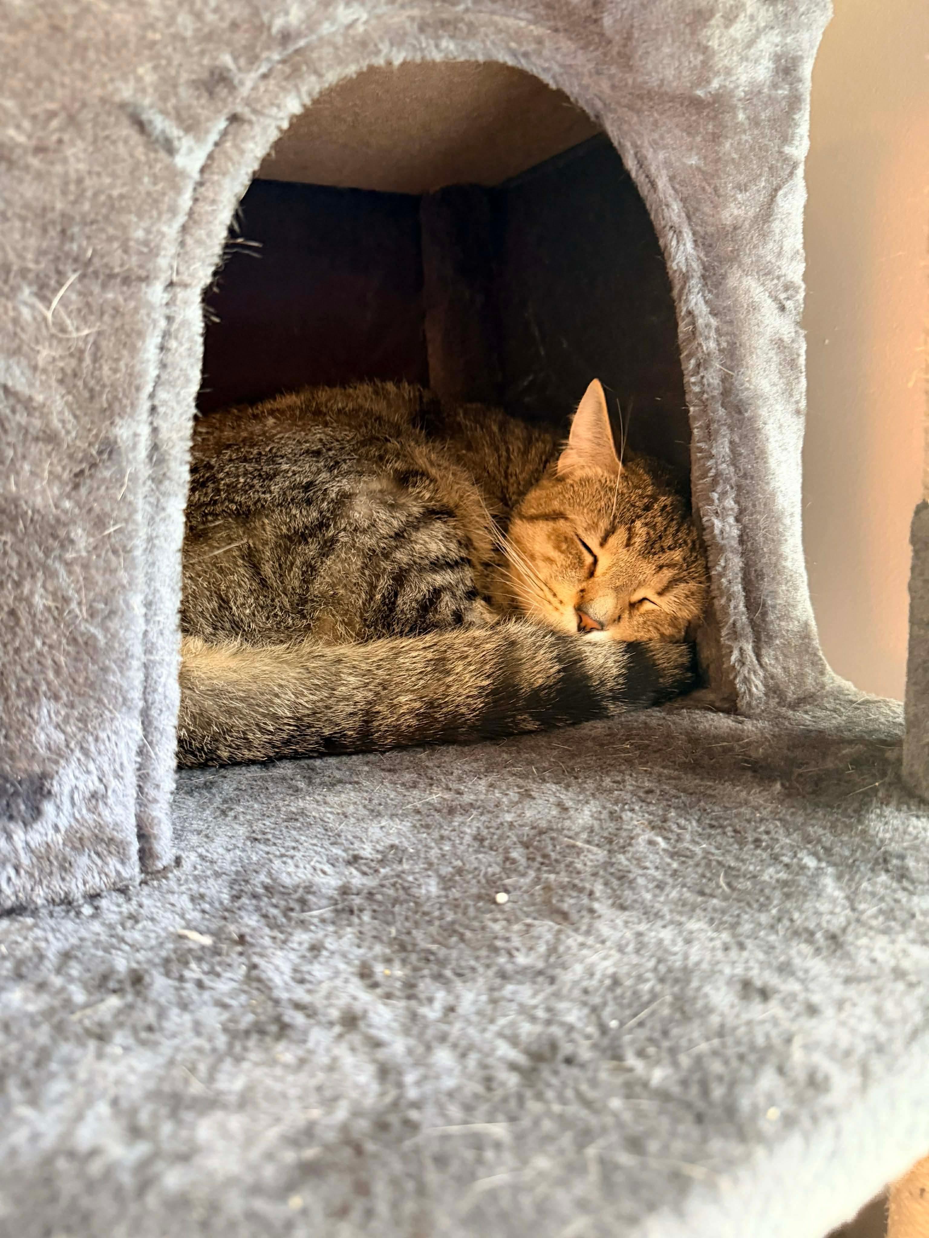 Enlarge Jim, a ADOPTABLE Domestic Short Hair in Rochester , NY image 3/6